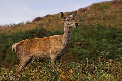 PS商店公布2024游戏下载排行 《FF7：重生》登顶PS5